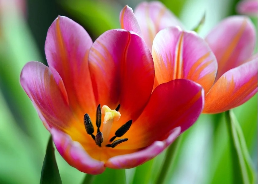 Image for article הפאלון דאפא לימד אותי להיות מורה טוב יותר