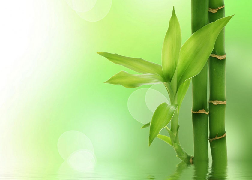 Image for article China Fahui: לימוד מאמרי הפא בעל-פה והגשת מאמרים לאתר מינג-הווי