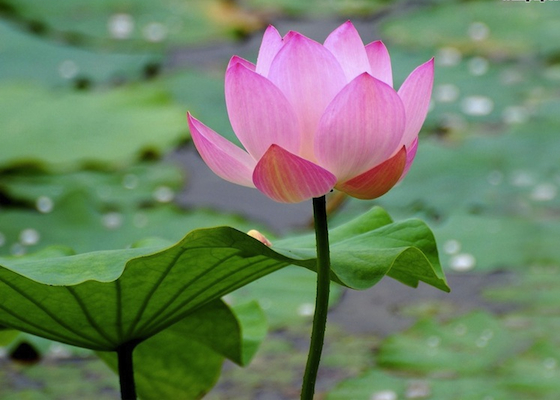 Image for article מתרגל בן 10: סילוק החזקות למכשירים אלקטרוניים